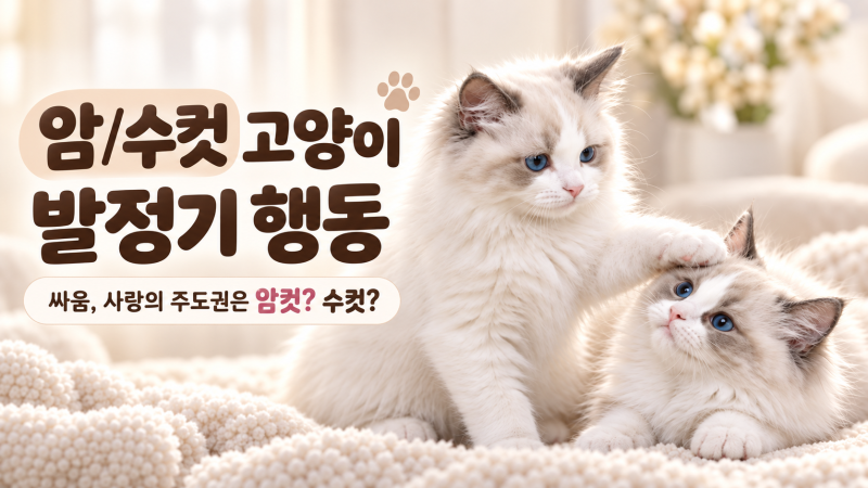 수컷 암컷고양이 발정기 행동과 싸움, 고양이 사랑의 주도권은 누가 갖고 있을까?