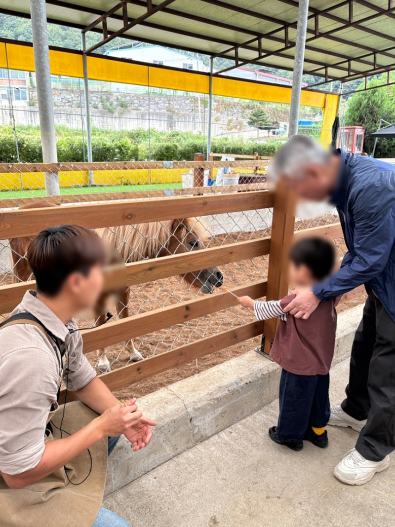 파주 아기랑 가볼만한 곳 룰루목장 강추 먹이주기·감자캐기·달걀훔치기 체험까지