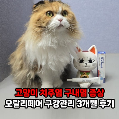 고양이 치주염 구내염 증상과 잇몸염증 관리는? 프롬더셀 오랄리페어 구내염약 구강관리 3개....