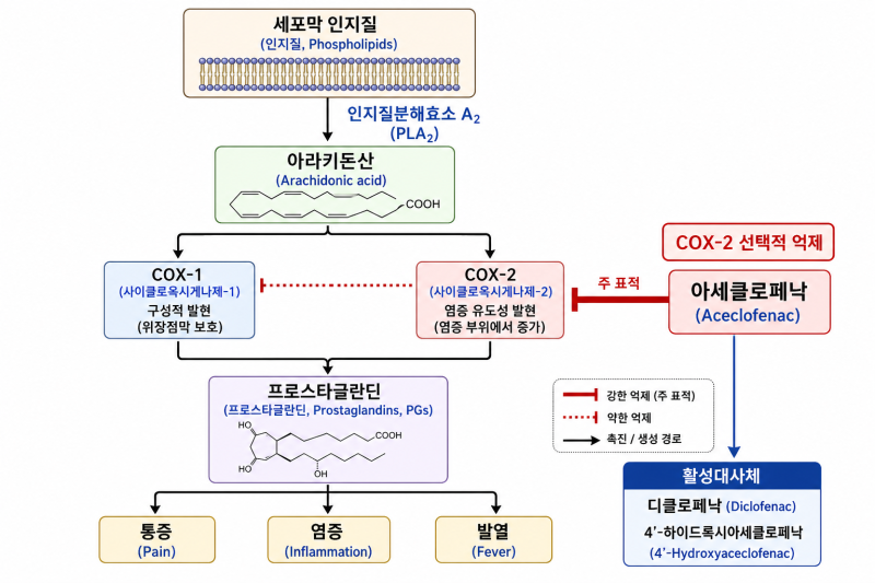 아세클로페낙(Aceclofenac) / 에어탈.류마티스관절염.강직성척추염.골관절염.치통.요통.좌골통.....