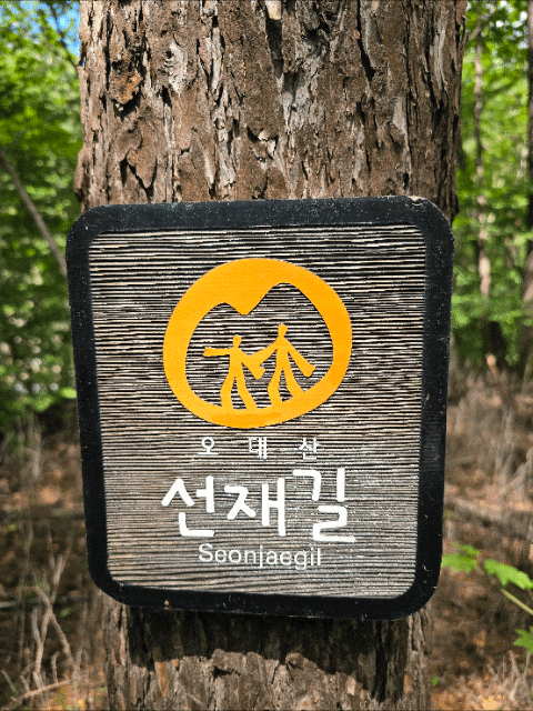 [강원 평창] 오대산 선재길부터 월정사 전나무 숲길까지, 가을 들머리에서 즐긴 상쾌한 산책