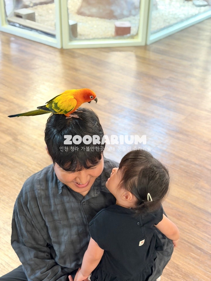 인천 아이랑 갈만한곳 쥬라리움 실내동물원 먹이주기 체험 청라 가볼만한곳