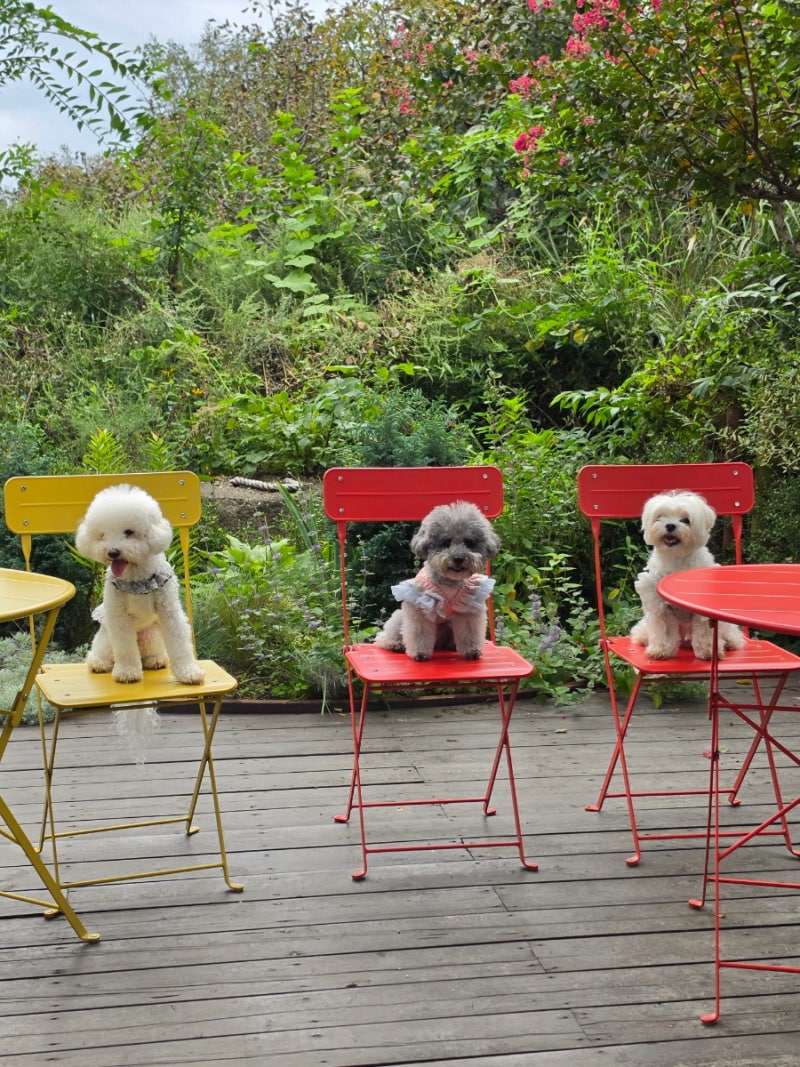 속초 애견동반 가능한 카페 라라의정원 분위기 넘 좋아요