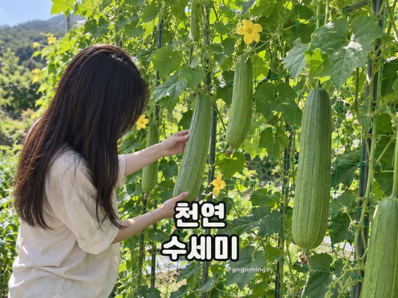 넝쿨식물 수세미 키우기 심는 시기와 관리 천연수세미 수확