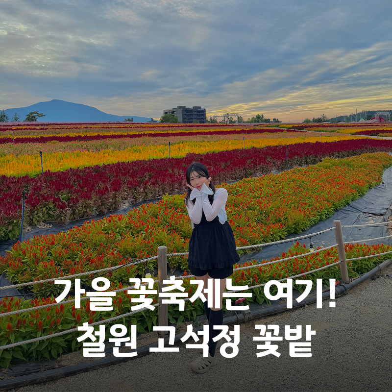철원 고석정 꽃밭 2026 꽃축제 입장료 기간 가을 여행지