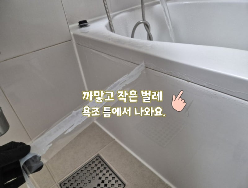 화장실 나방파리 스카치테이프 붙여봤더니 진짜 거기서 나왔어요