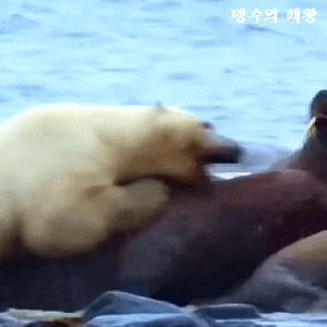 북극곰의 간을 먹으면 안되는 이유 #사망 #비타민A 레티놀 중독 #왜 북극곰만 안되나?