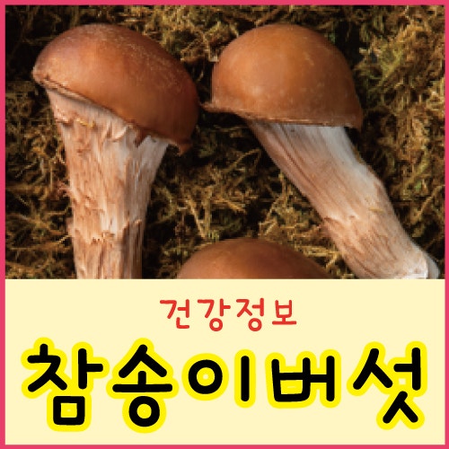 참송이버섯 효능 송이버섯 송화버섯 차이 참송이버섯보관법 먹는법