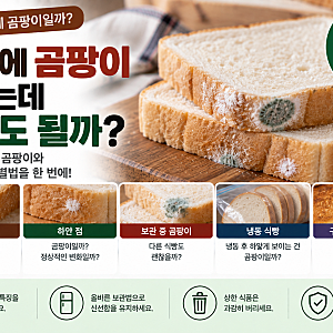 식빵에 곰팡이 한 점 생겼는데 먹어도 될까? 하얀 점·초록 곰팡이와 상한 식빵 구별법