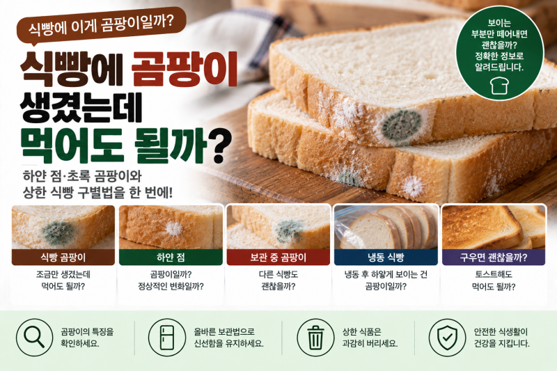 식빵에 곰팡이 한 점 생겼는데 먹어도 될까? 하얀 점·초록 곰팡이와 상한 식빵 구별법