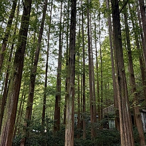 대전 장태산자연휴양림 숲속의집 벚나무방 숙박 후기 (메타세콰이어 숲, 출렁다리)