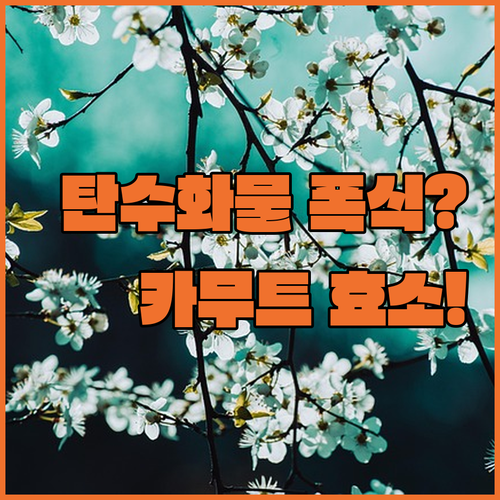 카무트 효소 추천 탄수화물 식습관 후 속 편하게 챙기는 법