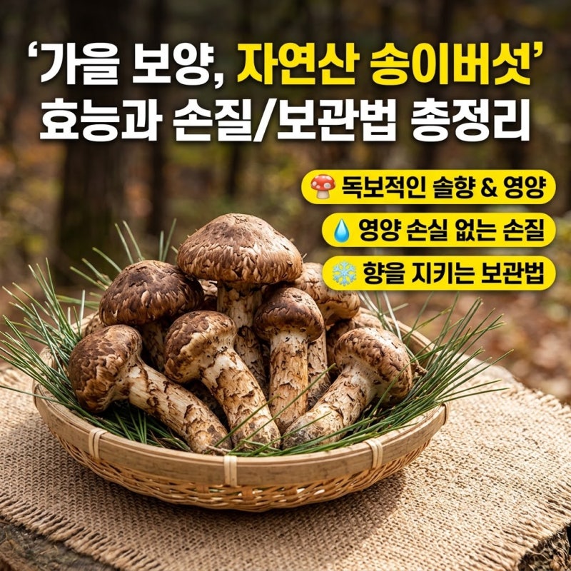자연산 송이버섯 효능과 영양성분 손실 없는 손질 및 보관법 총정리