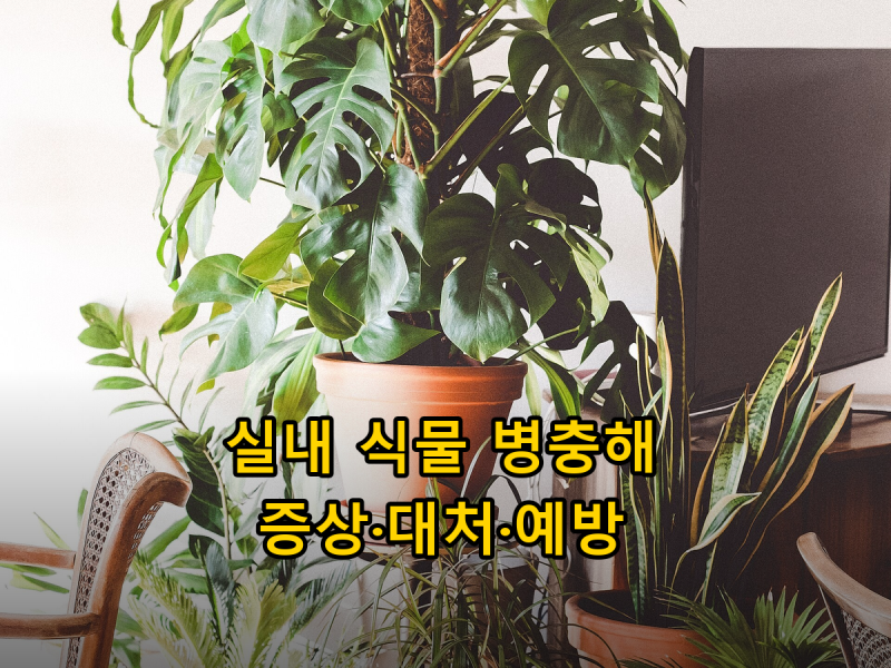 실내 식물 병충해 잡는 법, 응애·깍지벌레·뿌리파리 증상과 대처