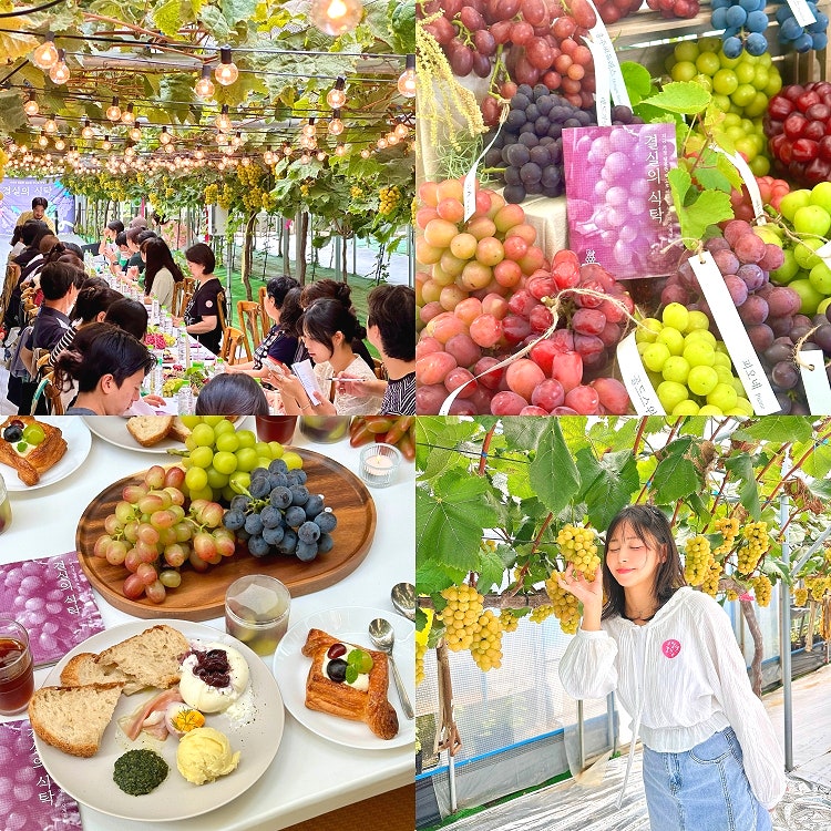 경기도 주말 나들이 체험 달콤위크 송산포도팜스토리