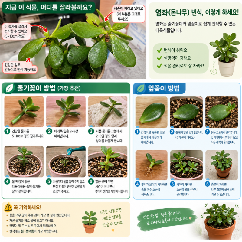 염좌(돈나무) 번식하는방법