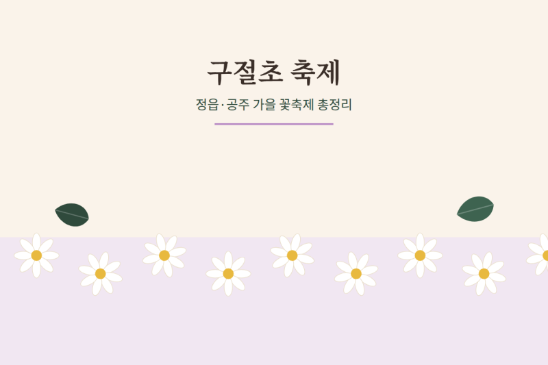 구절초 축제 총정리ㅣ정읍 구절초꽃축제 가격·일정·프로그램