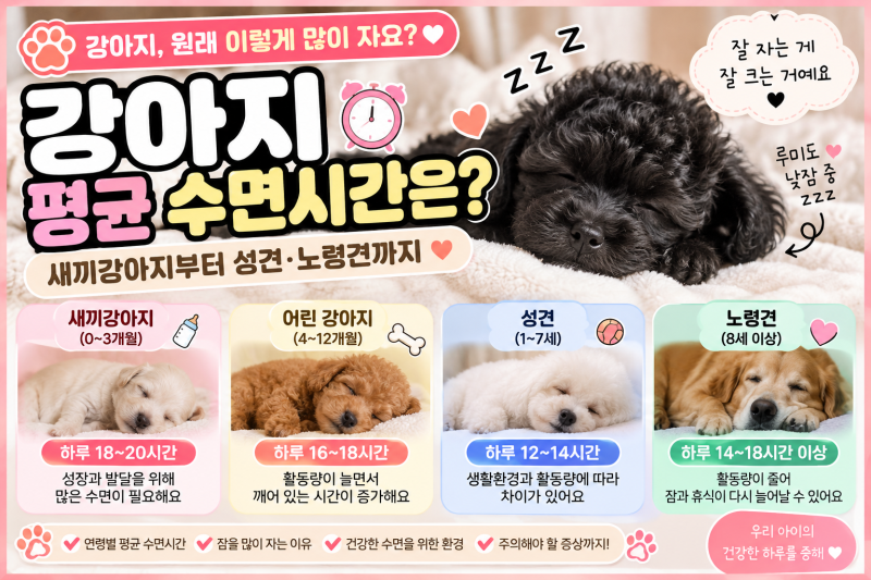 강아지 평균 수면시간은?｜새끼강아지부터 성견·노령견까지 알아보기