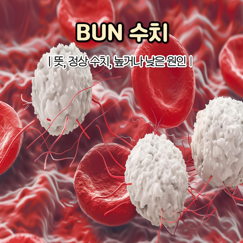 "건강검진에서 이 수치가 높다면?" BUN 정상 수치와 높을 때 낮을 때 원인