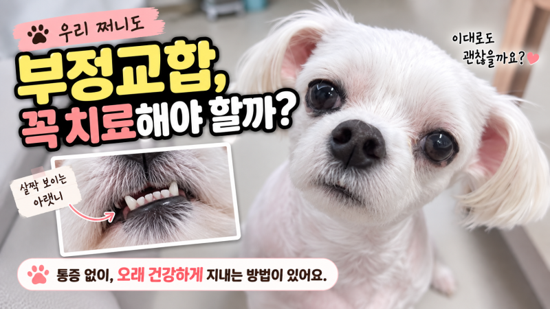 부정교합 강아지 치료와 관리, 덴탈츄만 믿으면 안 되는 이유
