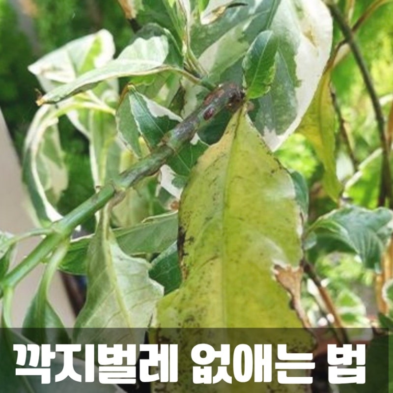 깍지벌레 없애는 법! 원인부터 퇴치·예방법까지 총정리
