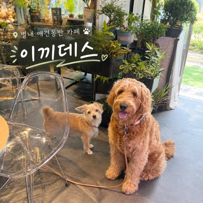 별내 애견동반 가능한 식물카페 “이끼데스” |남양주 반려식물 샵 |별내 테라리움 원데이클....