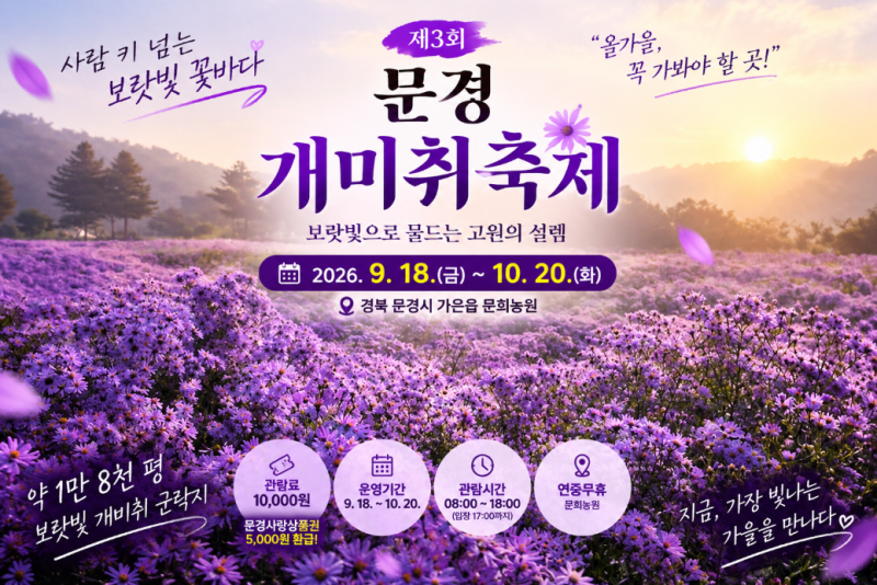 1만 8천 평이 전부 보랏빛으로 물든다! 사람 키 넘는 개미취 군락 문경 문희농원