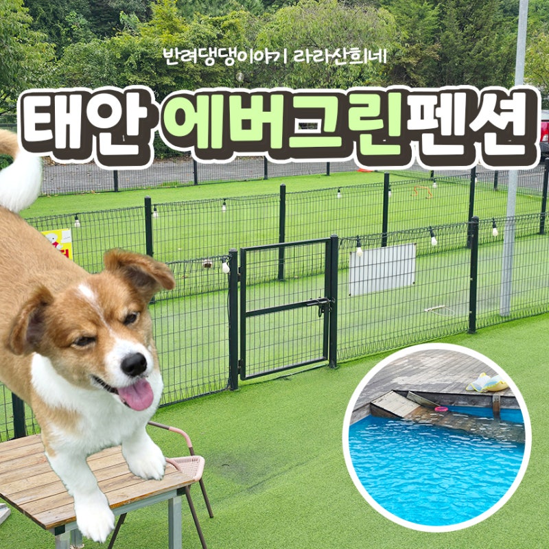 태안 대형견 애견 펜션 운동장 및 수영장 있는 에버그린 펜션