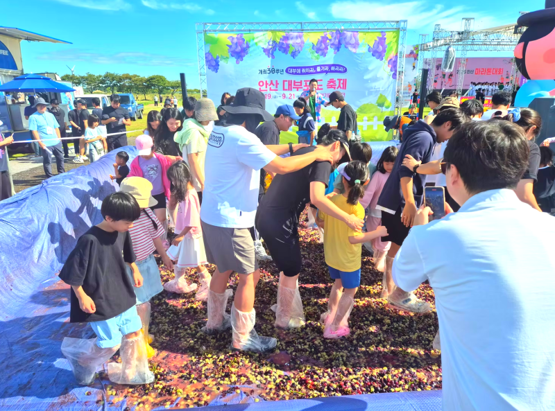 2026 안산 대부포도축제 일정｜아이와 포도밟기·승마체험 즐기는 9월 축제