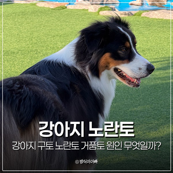 강아지 구토 노란토 거품토 원인 무엇일까?