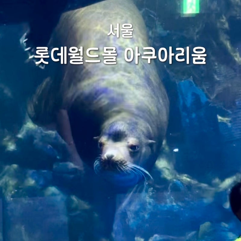 서울 잠실 롯데 아쿠아리움 할인 예매 벨루가 카피바라 실내 놀거리 추천