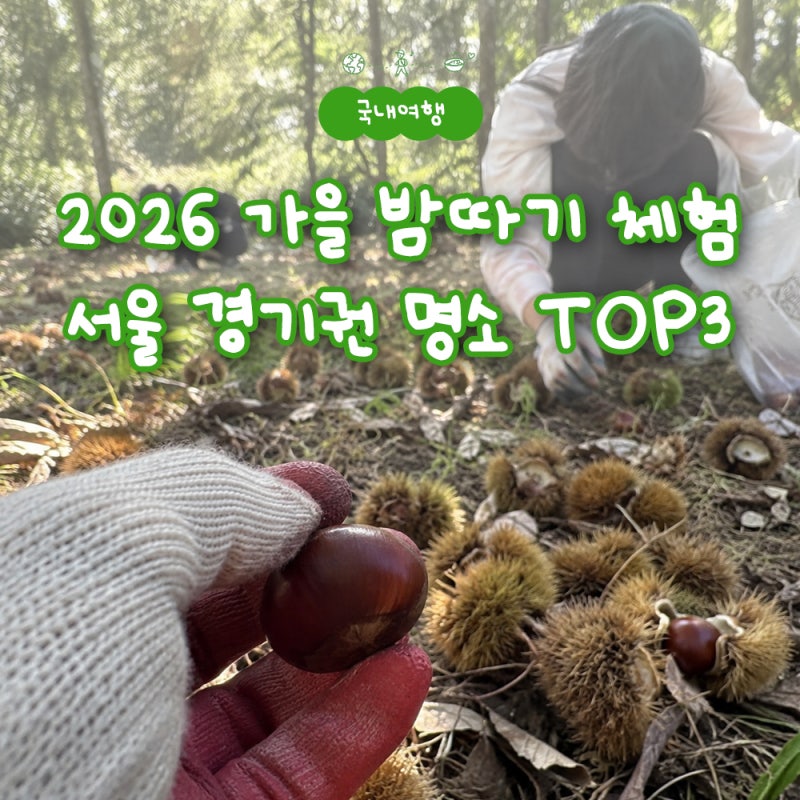 2026 가을 밤따기 체험 서울 경기권 명소 TOP3