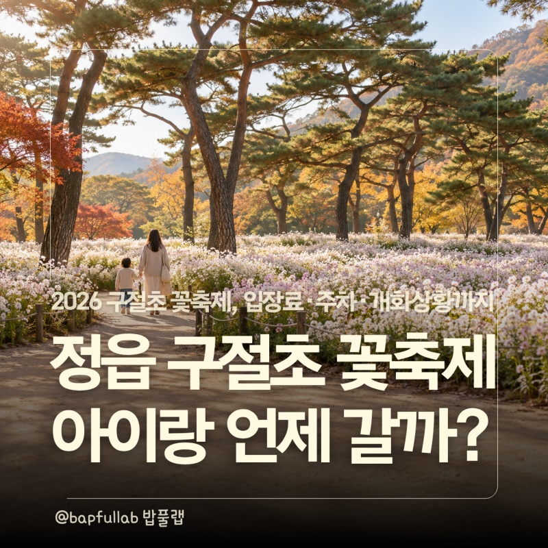 2026 정읍 구절초 꽃축제 아이와 언제 갈까? 입장료·꽃열차·주차 정리