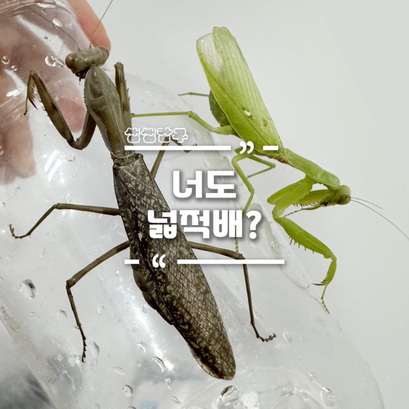 넓적배사마귀 암컷 녹색형과 갈색형 비교. 넓적배사마귀 채집 장소는?