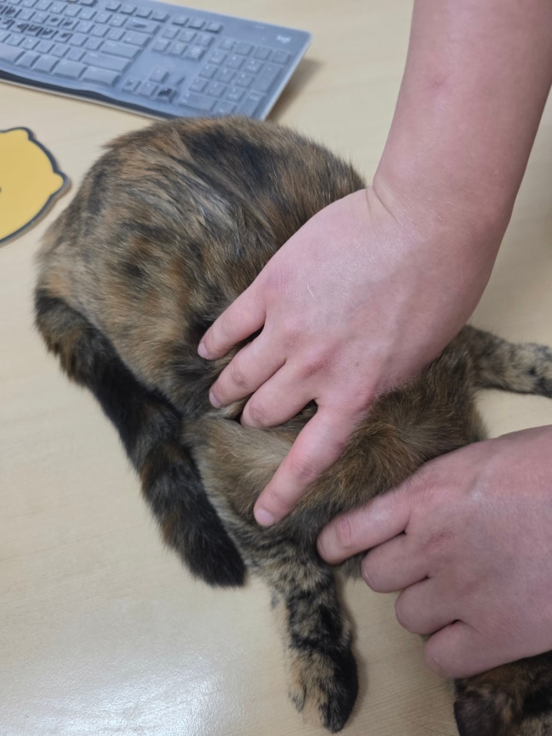 새끼 고양이 예방접종 시기와 종합백신 비용 케어 방법