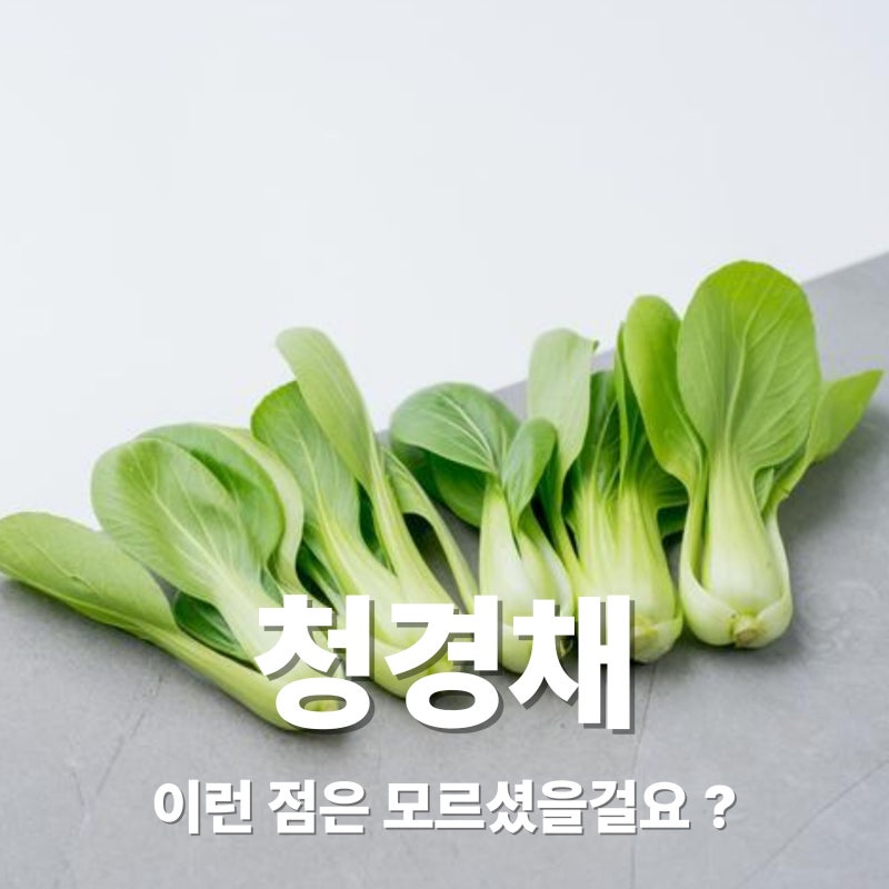 청경채 효능과 부작용은? 보관방법부터 생으로 먹어도 되는지 까지
