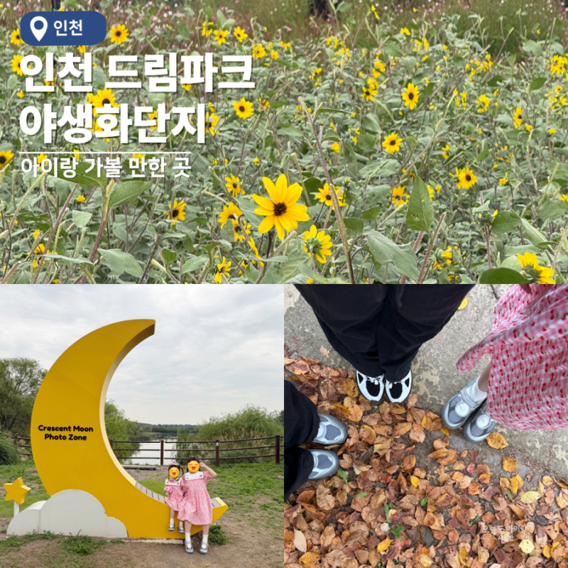 Incheon Attractions for Kids in September: Dream Park Wildflower Complex - Parking, Admission, and Blooming Status - A Firsthand Review