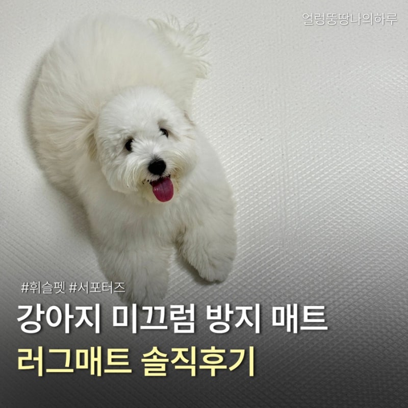 휘슬펫 러그매트 강아지매트 설치 전후 솔직후기