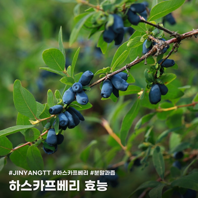하스카프베리, 블루베리보다 낫다? 제대로 먹는 법