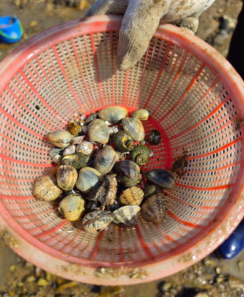 Namhae Family Trip: Review of Geumcheon Tidal Flat, a Place to Catch Clams and Mudskippers with Kids