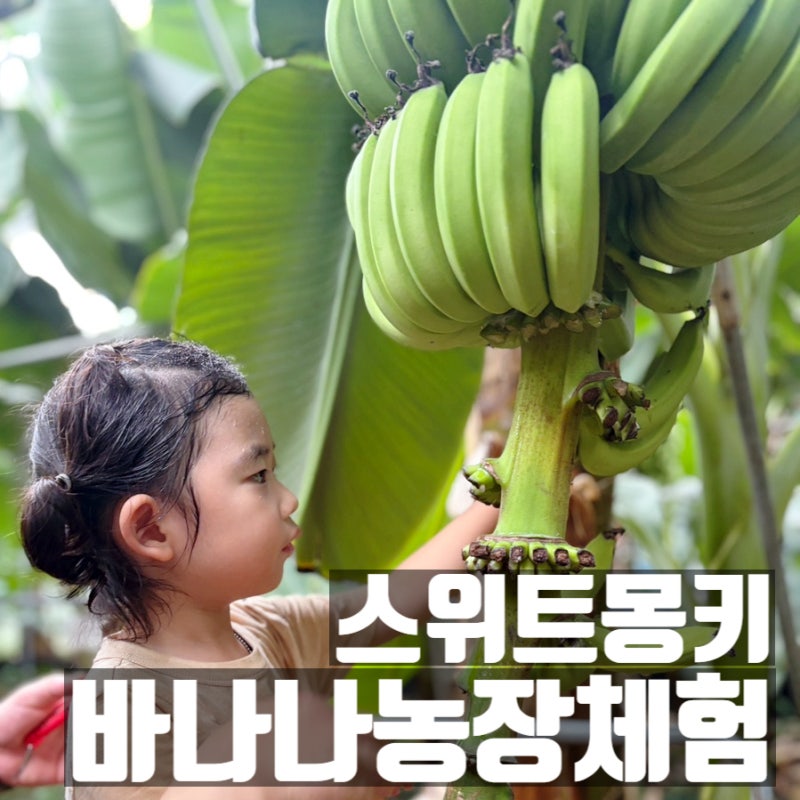 스위트몽키 제주 바나나따기 체험후기 비와도OK