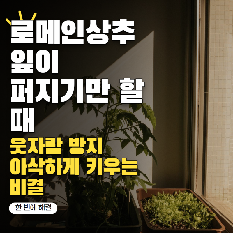로메인상추 키우기 잎이 퍼지기만 한다면? 아삭하고 크게 만드는 관리법