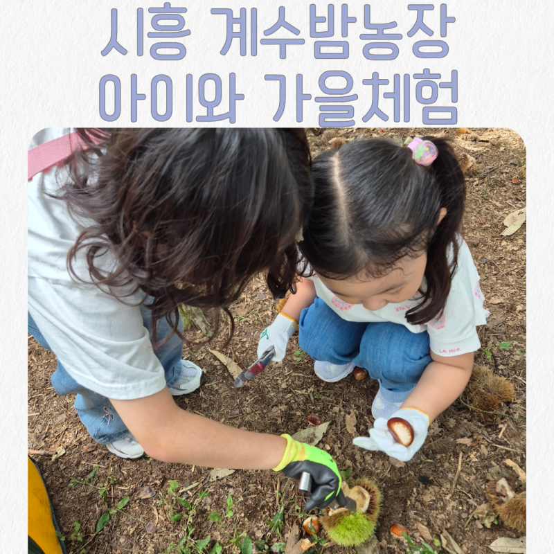 아이와 가을체험 추천 | 시흥 계수밤농장에서 밤줍기체험