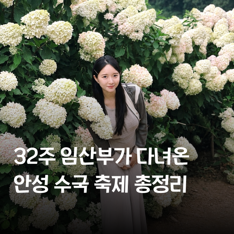 안성 가볼만한곳 | 안성 수국 축제 (용설유럽수국 위치 주소, 일정, 주차, 포토존, 먹거리 총....