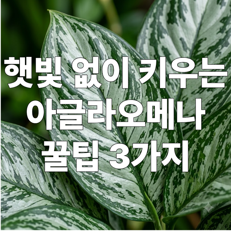 빛 없어도 잘 자란다? 음지 식물 아글라오네마 키워본 초보 식집사