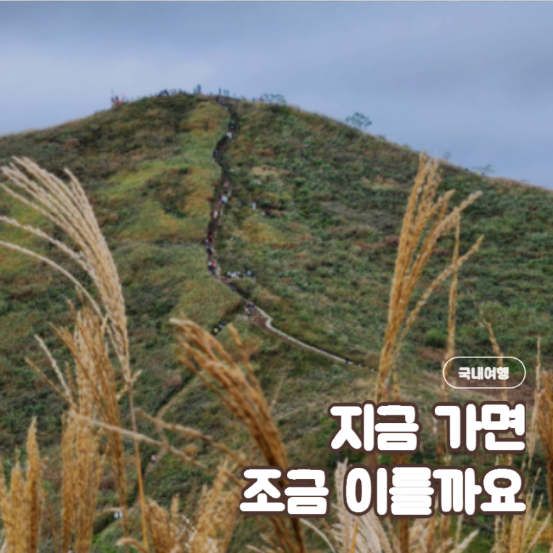 정선 민둥산 억새축제 가을 억새 시기 주차 등산코스 총정리