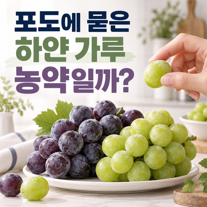 포도에 묻은 하얀 가루 농약일까? 씻기 전에 꼭 확인