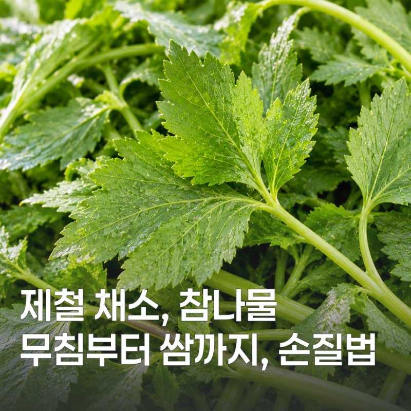 참나물 효능부터 손질법까지 한 번에 알아보기