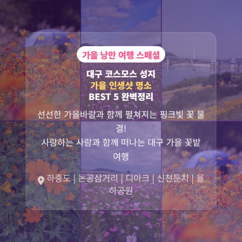 대구에서 추천하는 코스모스 성지 가볼만한곳 + 가을 인생샷 명소 베스트 5 완벽정리