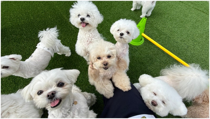 광주애견유치원 퍼피토피아 쌍촌점 넓은 놀이터와 안심 호텔링 광주애견호텔